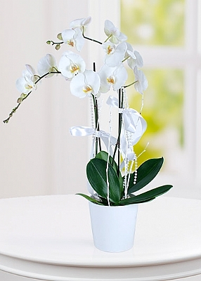 2 Dall Beyaz Orkide