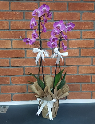 2`li Lila Ekstra Orkide