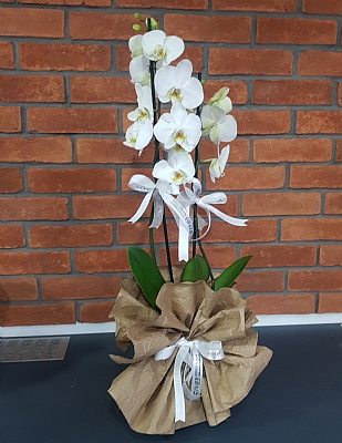 2`li Beyaz Ekstra Orkide