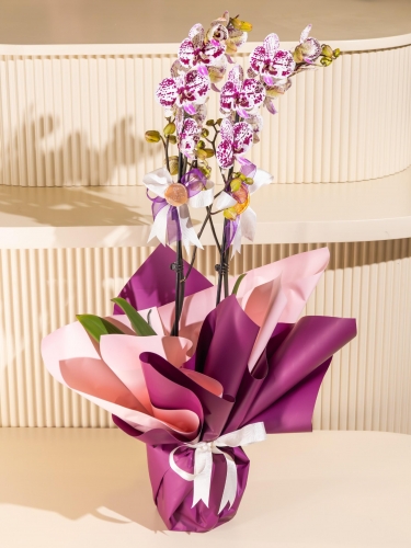 Kırçıllı Orkide 