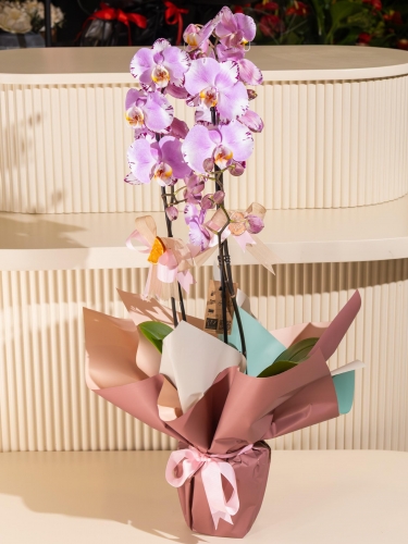 Çift Dallı Pembe Orkide