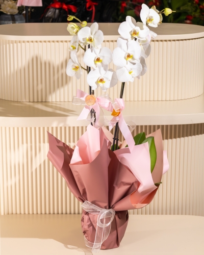 Beyaz Orkide Çiçeği 2 Dallı