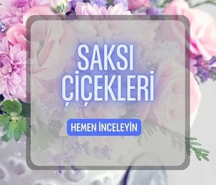 Saksı Çiçekleri